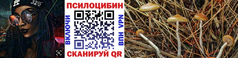 Псилоцибиновые грибы прущие грибы  сайты даркнета как зайти  Новозыбков 